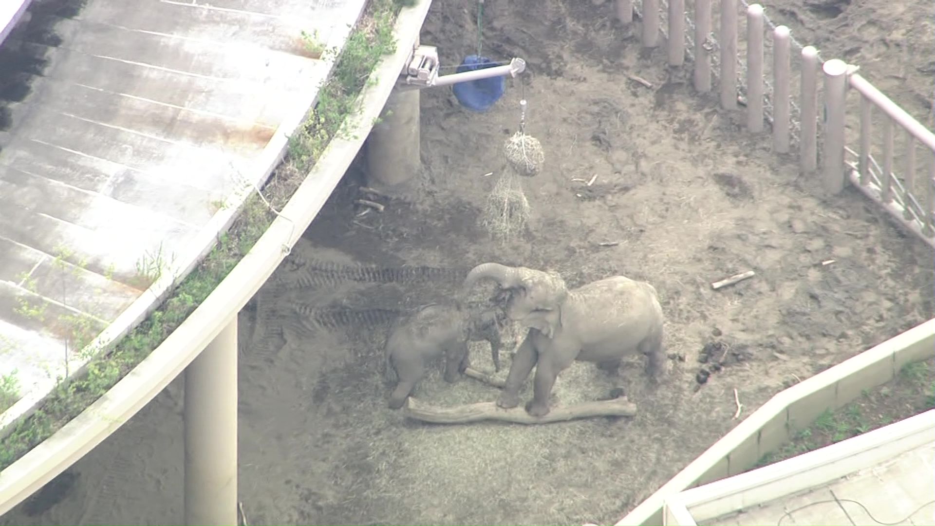 アジアゾウのタオちゃんが人気