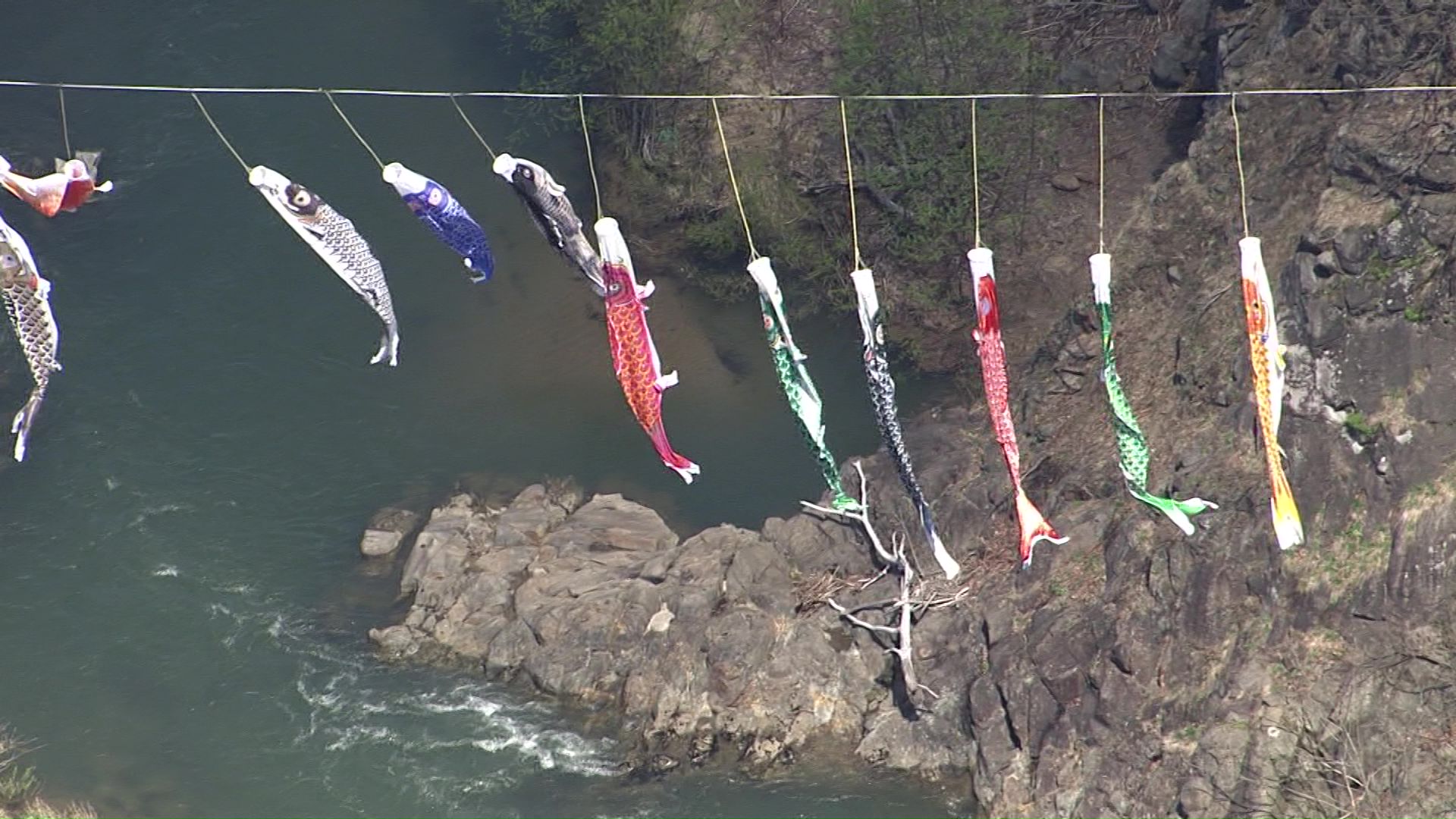 定山渓の春の風物詩「渓流鯉のぼり」