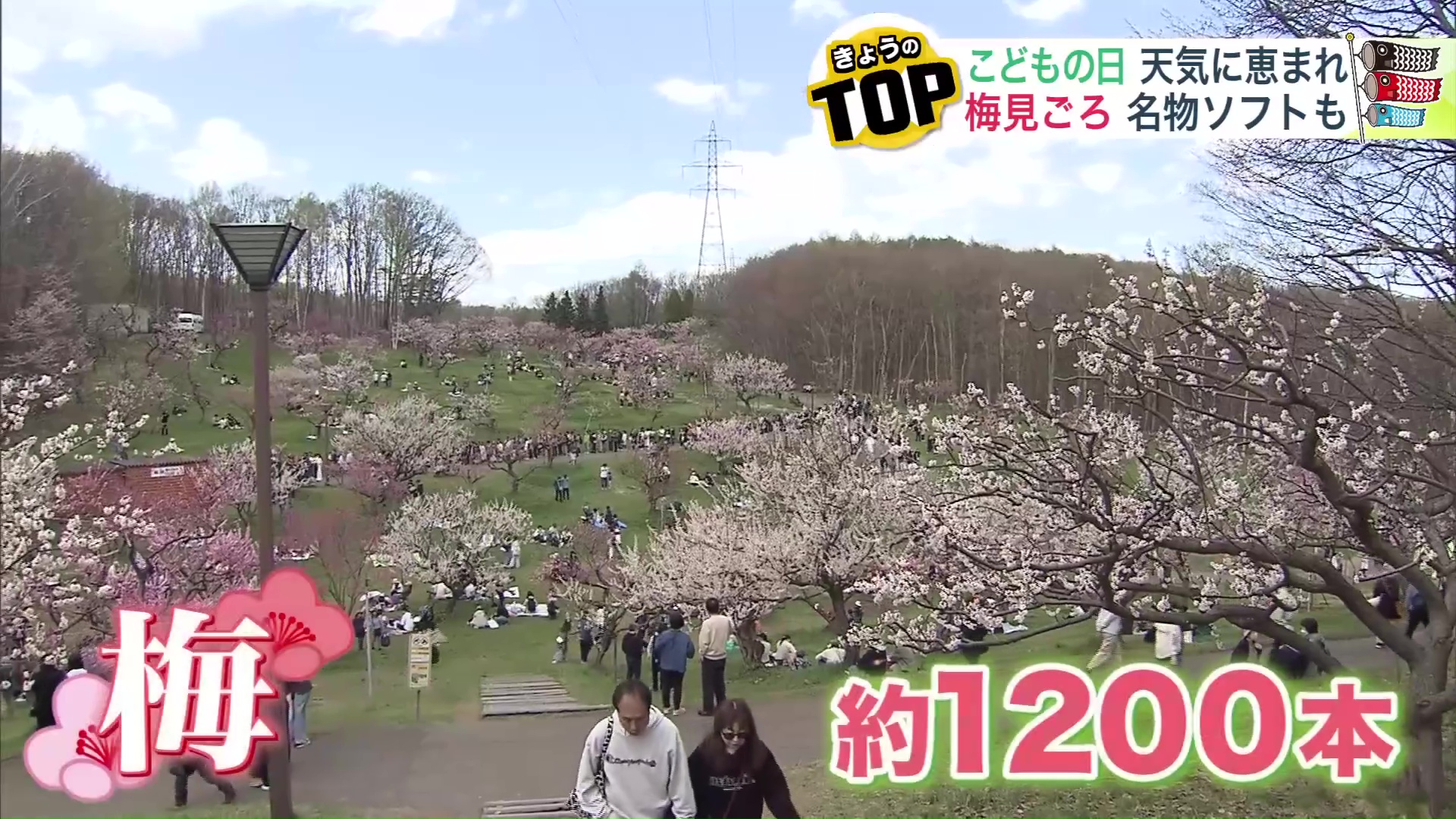 平岡公園では梅が見ごろ