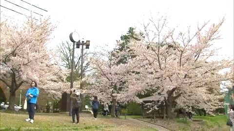まだまだ花見客でにぎわう円山公園