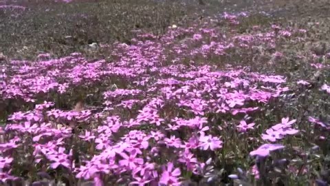 滝上町の芝ざくら滝上公園（5月2日撮影）