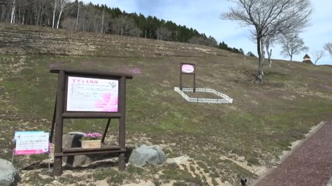 滝上町の芝ざくら滝上公園（5月2日撮影）