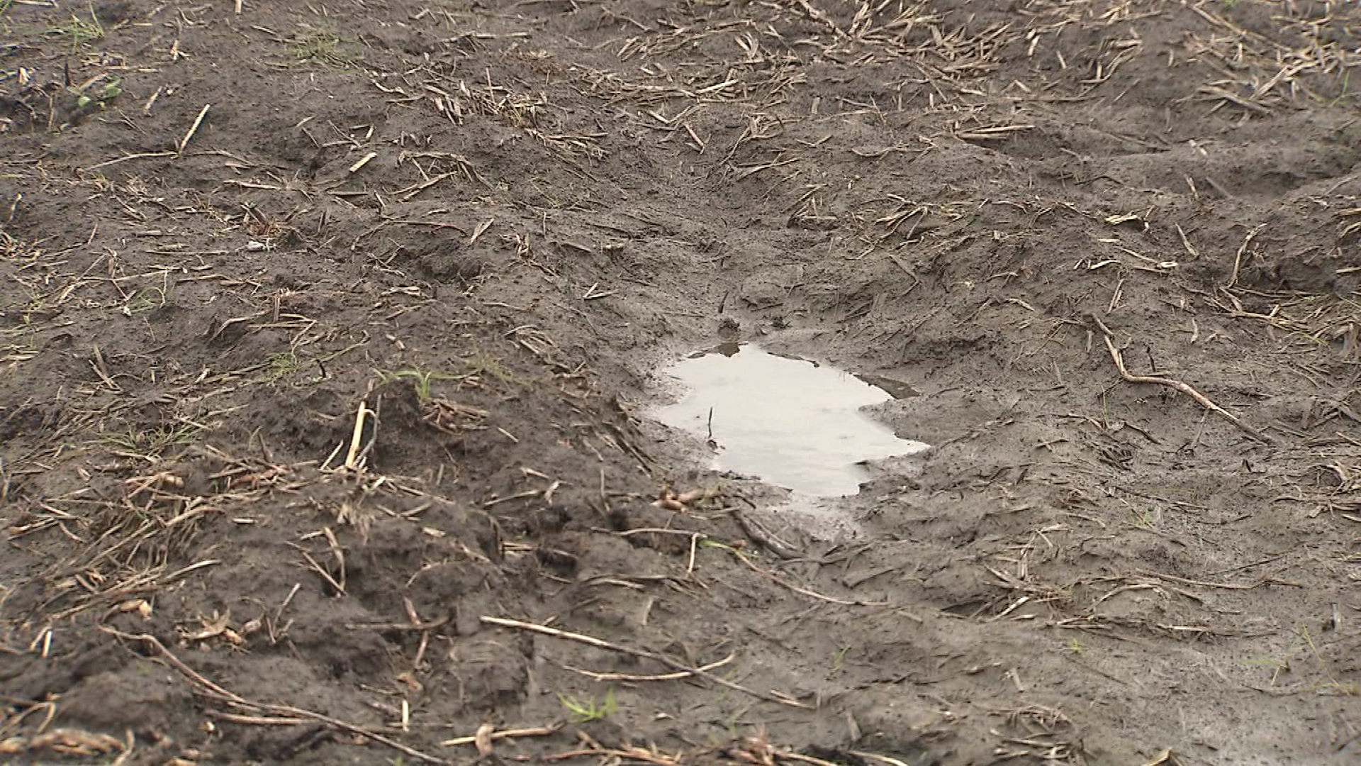 日照量や雨の影響で畑がぬかるんでしまう