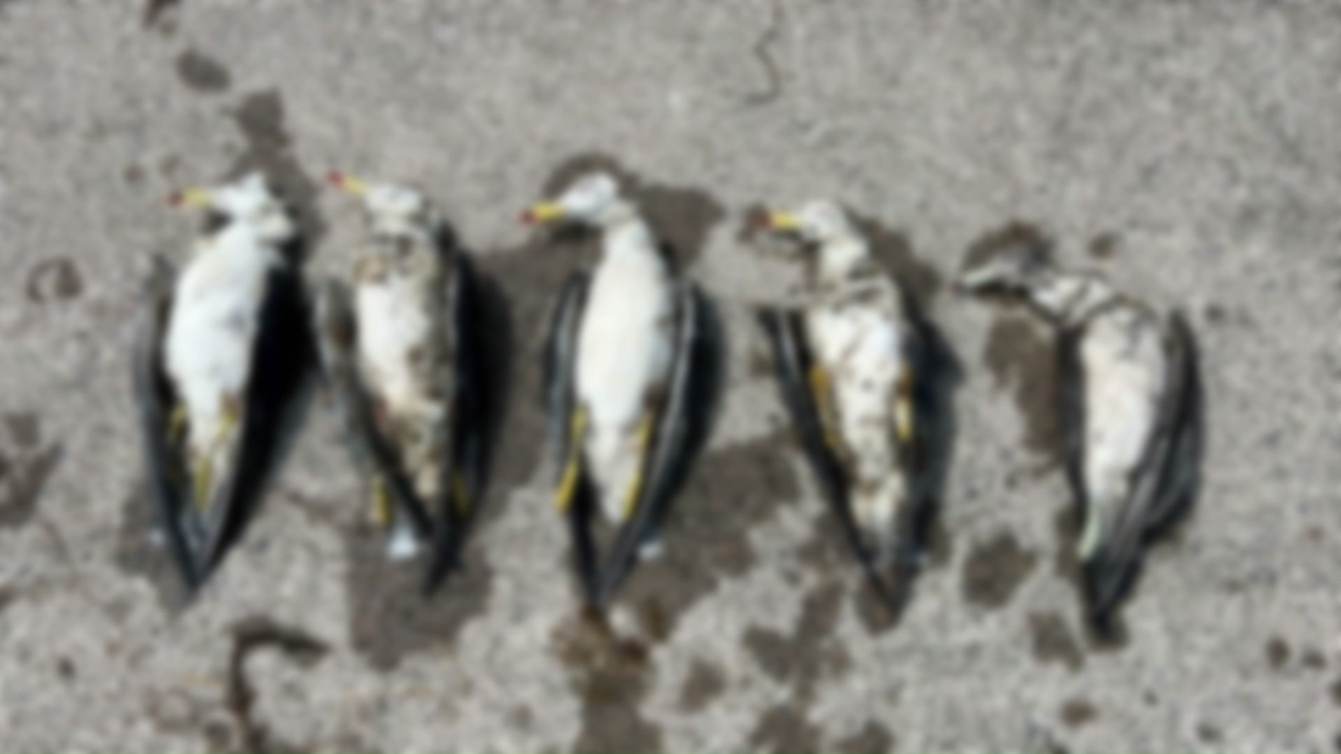 海鳥の死骸も打ちあがる(提供:根室市歴史と自然の資料館外山雅大学芸員)