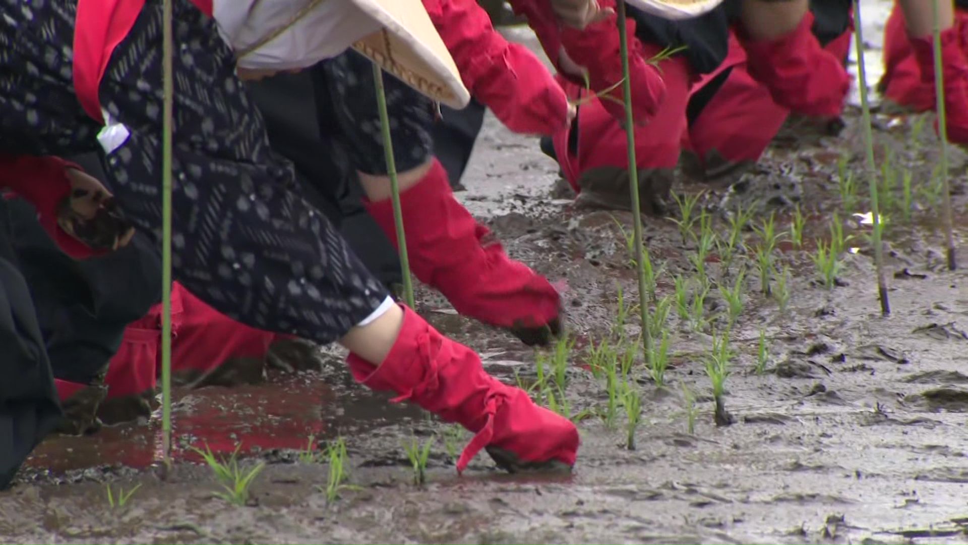 「御田植祭」でコメ豊作を祈る