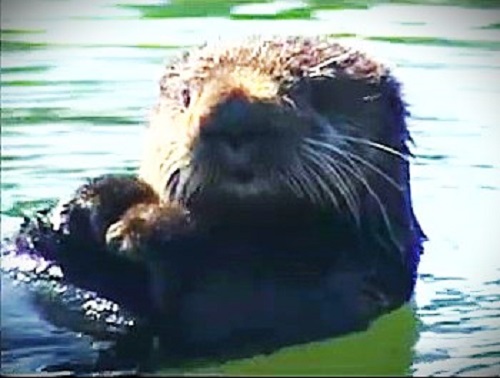 野生のラッコ(資料)