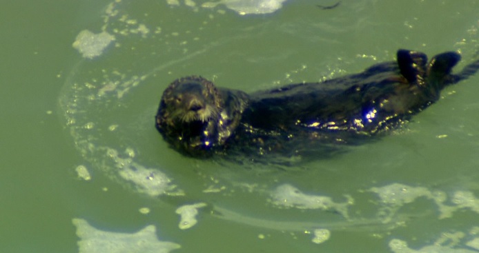 野生のラッコ(資料)