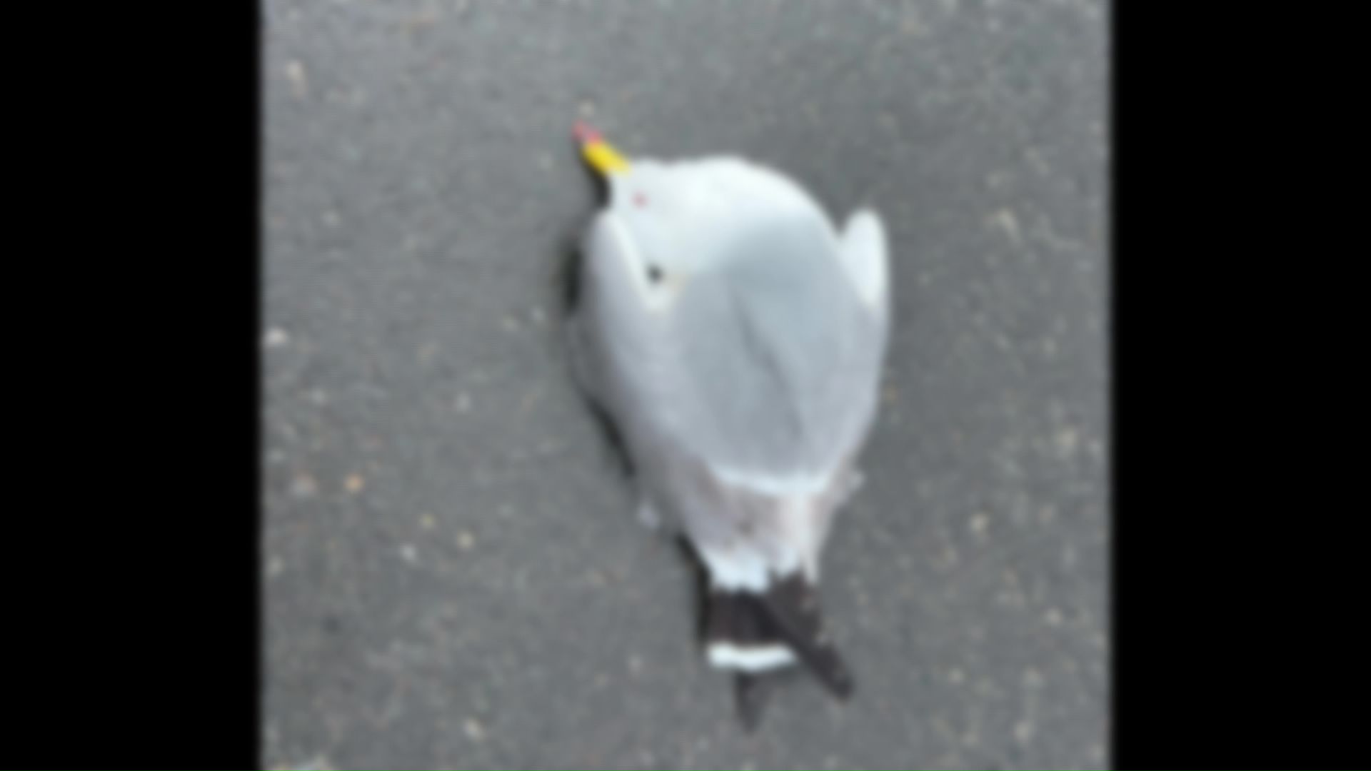 いきなり目の前で倒れたカモメ（提供：根室市歴史と自然の資料館 外山雅大学芸員）