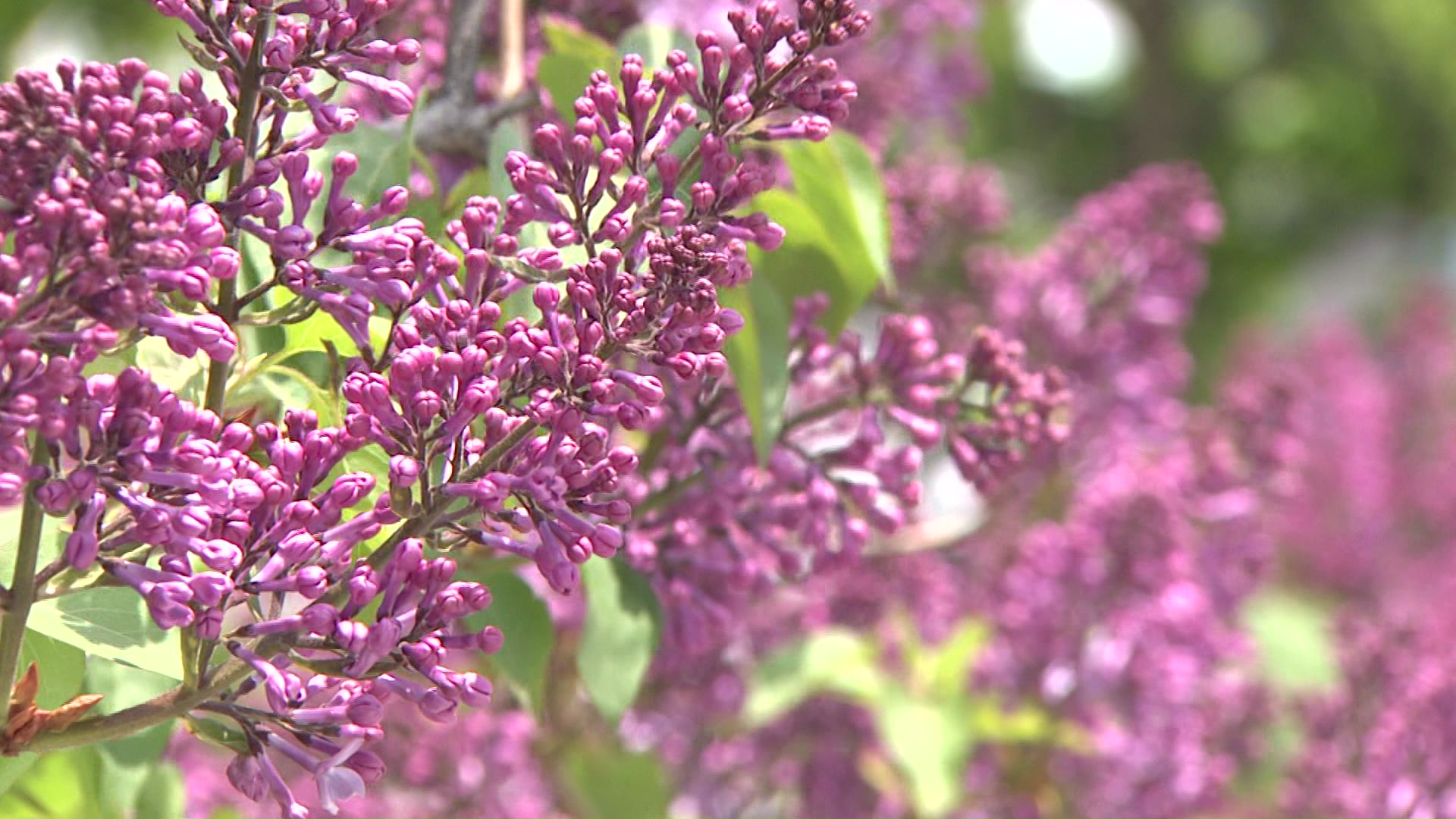 今にも花が開きそうなライラック