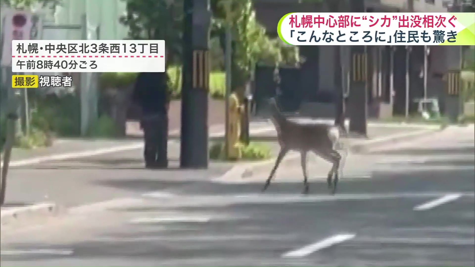 車道に現れたシカ