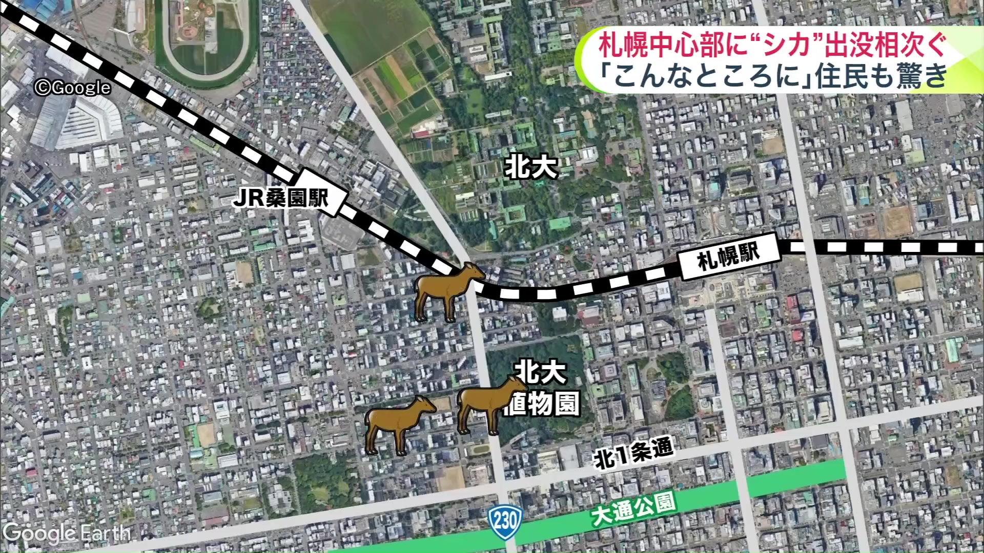 札幌の中心部でシカ目撃情報が相次いだ