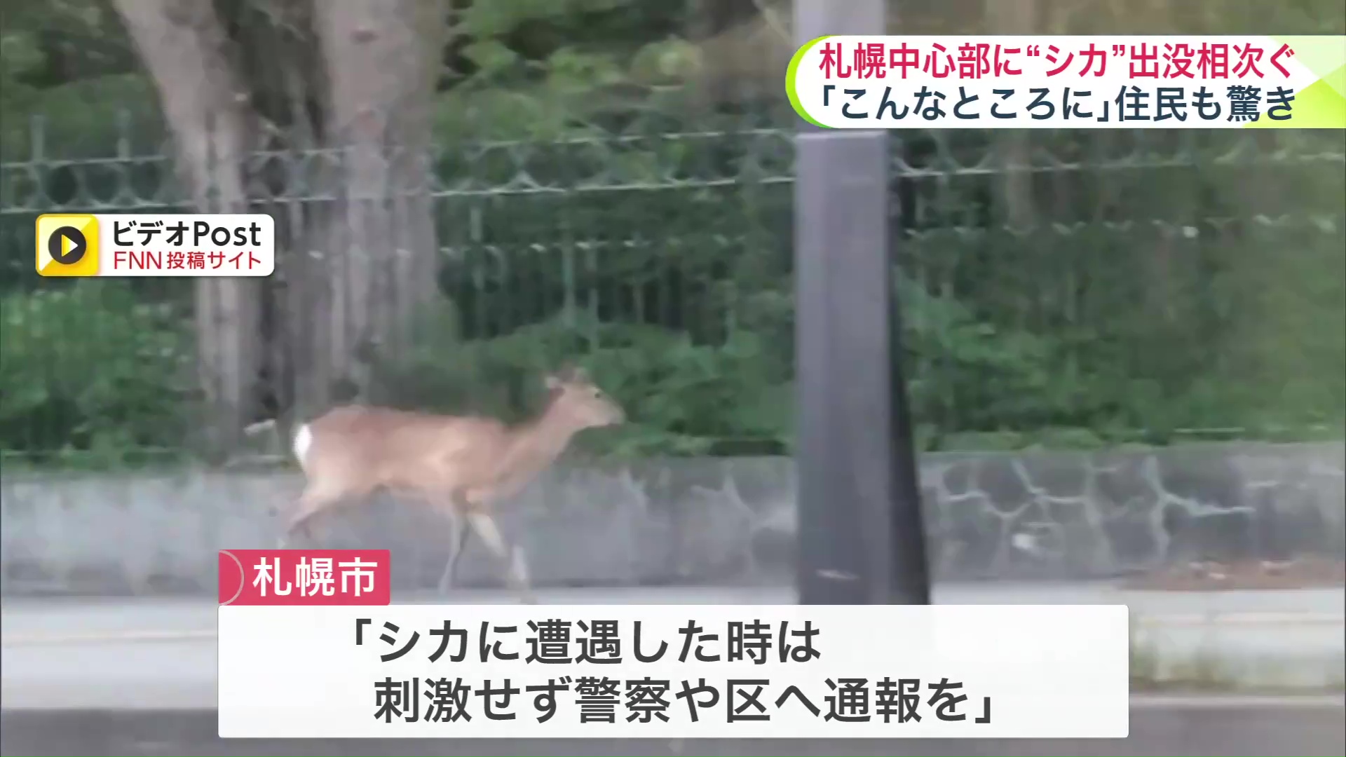 北大植物園近くでも出没