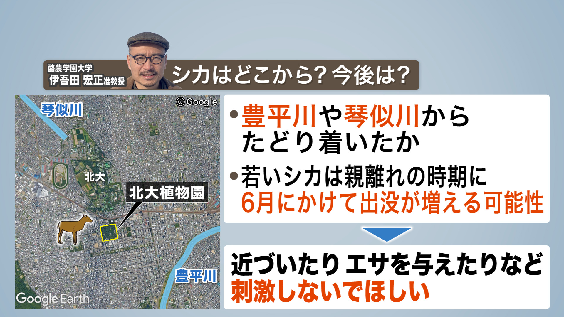 シカはどこから?