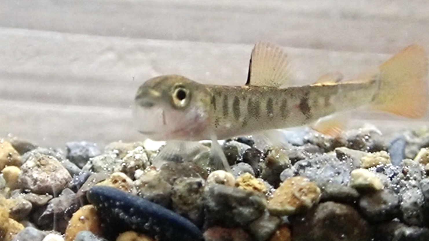 あくびをするイワナの稚魚（撮影：北海道大学・長坂玲央）