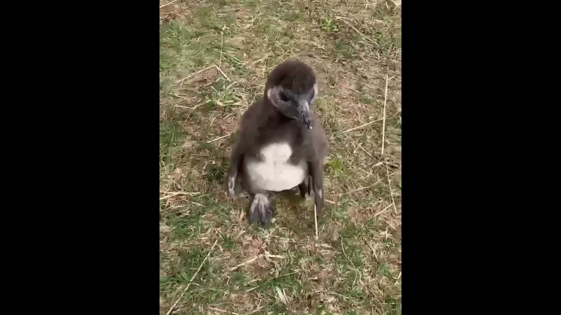 羊やペンギンなどもベビーラッシュ