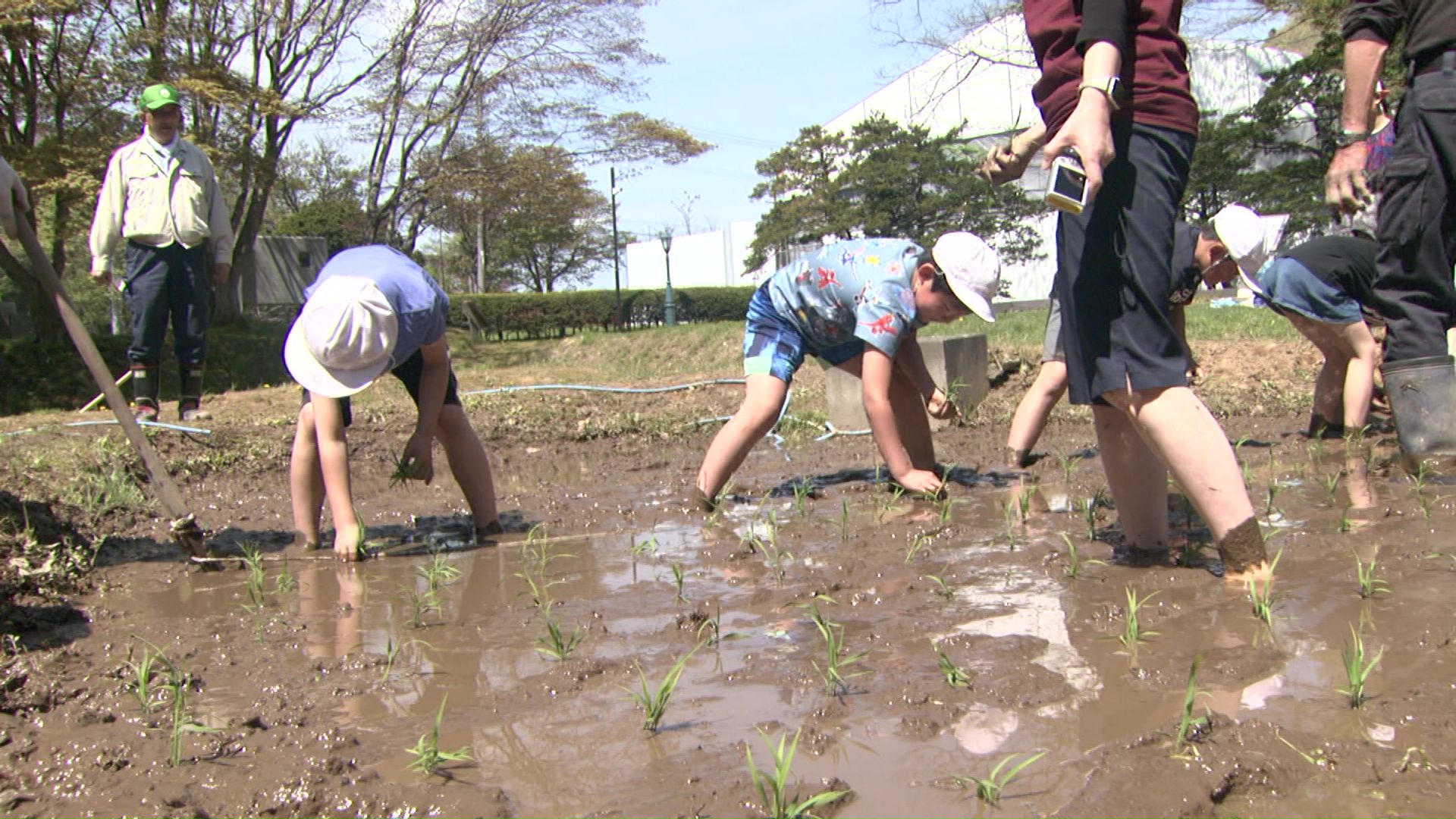 西部小学校の4年生が田植え体験