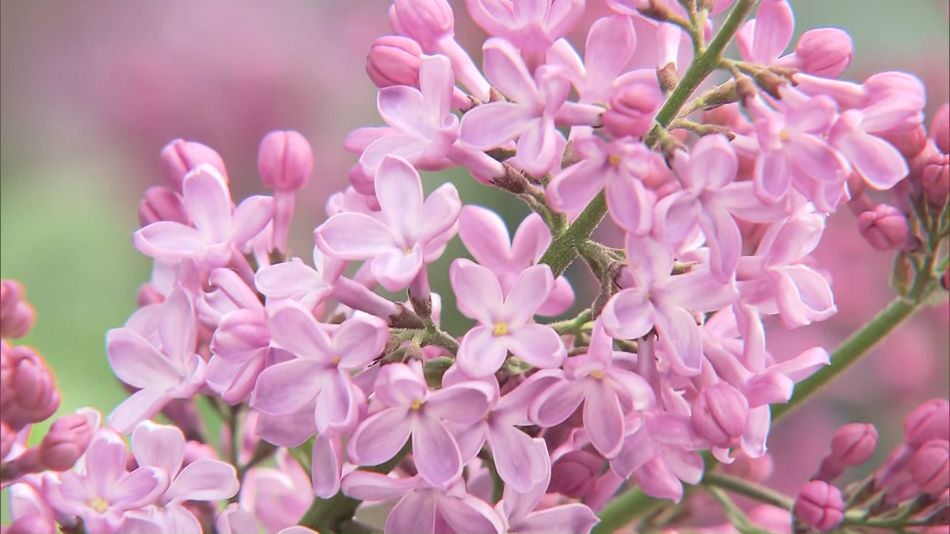 ライラック(異物混入の食品とは関係ありません)