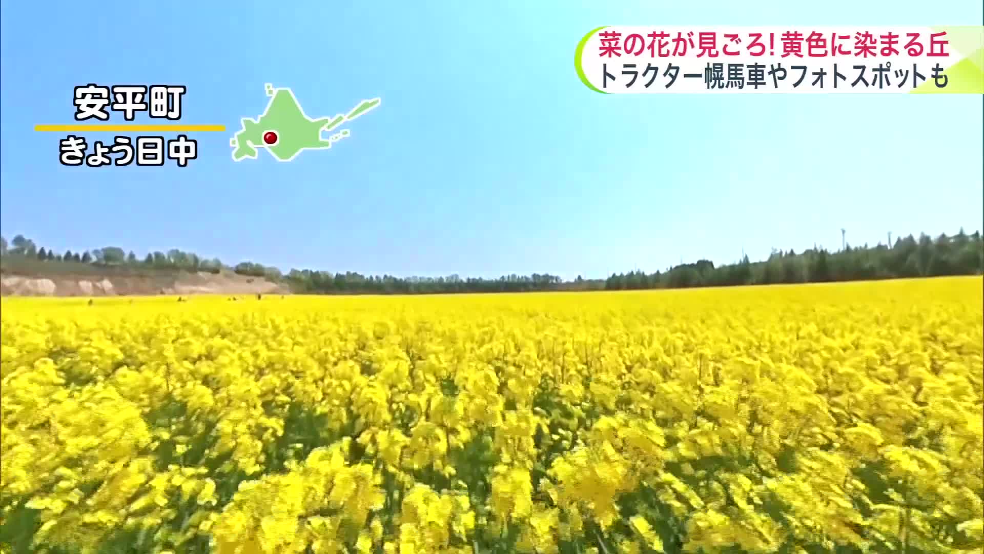 【黄色に輝く丘】安平町で菜の花が見ごろ…トラクター幌馬車も楽しくフォトスポットも！今週の行楽日和は？【北海道の天気 19日(月)】