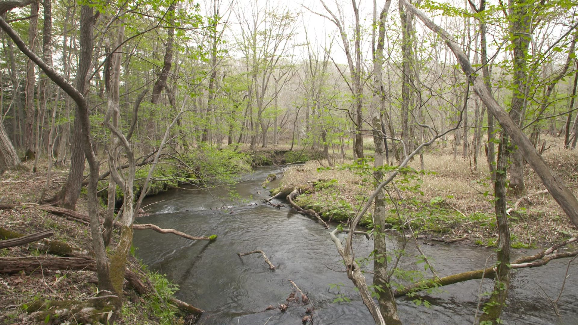 千歳市内を流れるママチ川