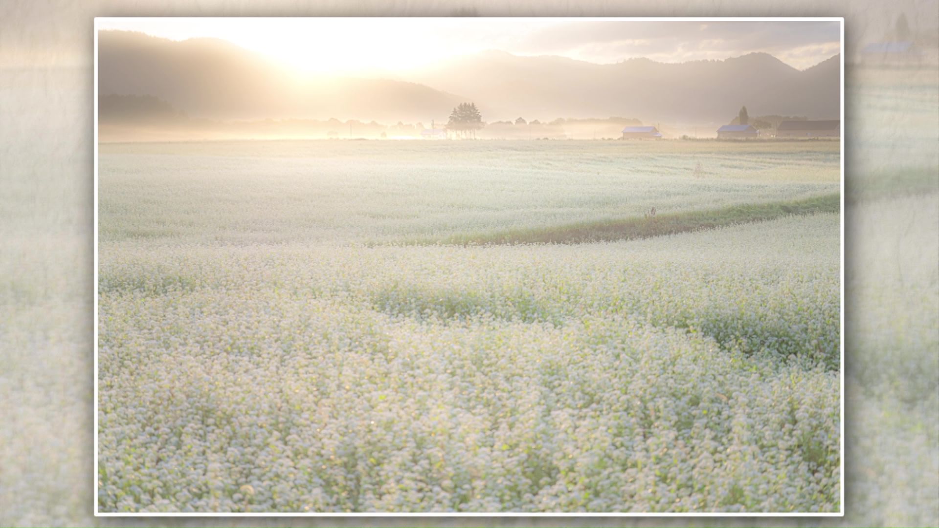 幌加内町のそば畑での一枚