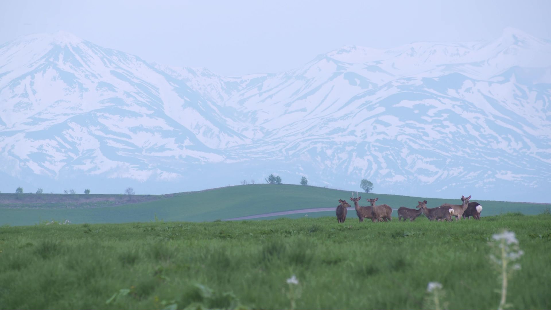 現れたのはエゾシカの群れ