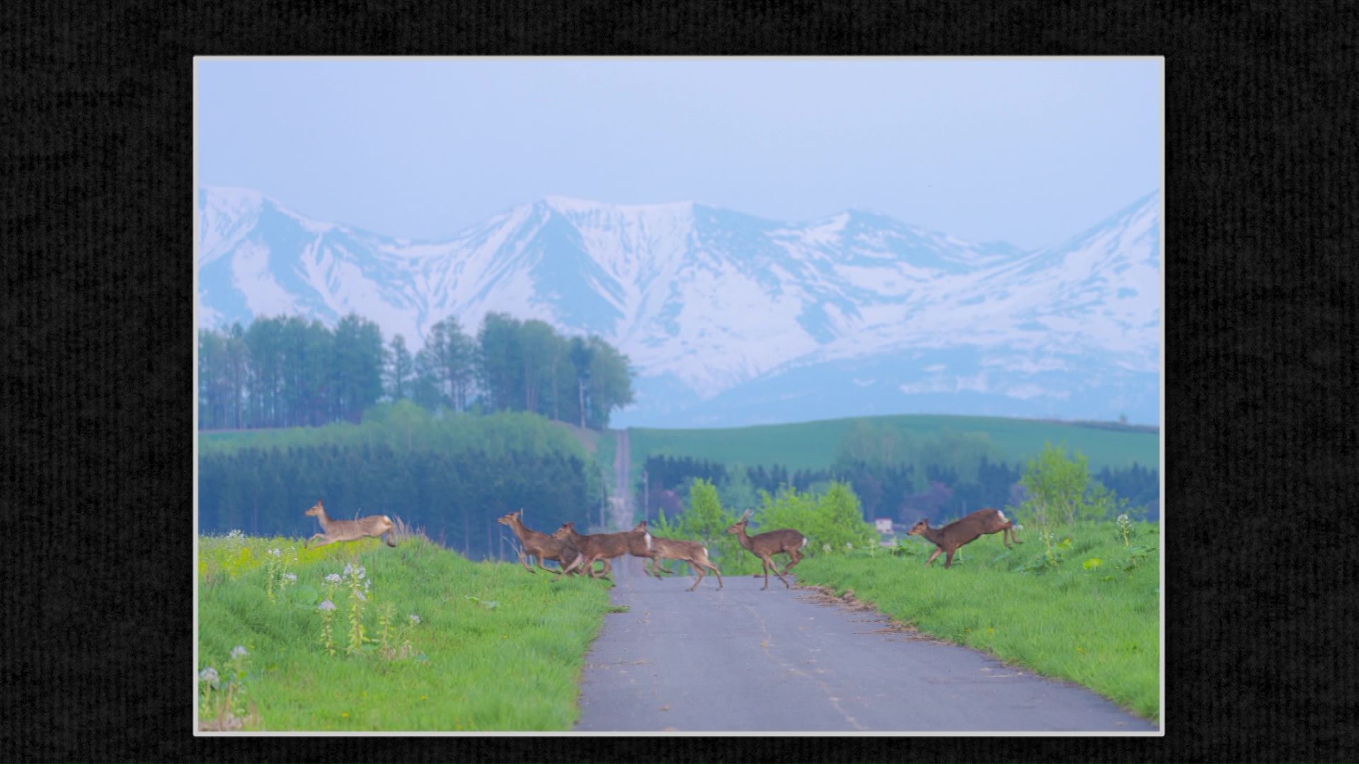 大自然と躍動感あるエゾシカの一枚