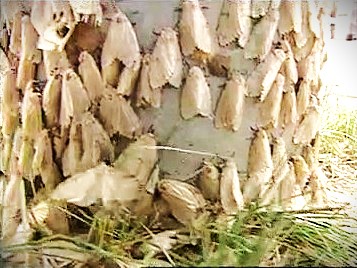 道内で発生したマイマイガ（資料）