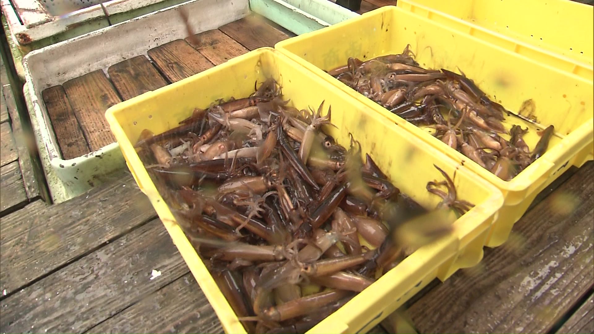 水産加工業者にとって漁獲の行方は切実