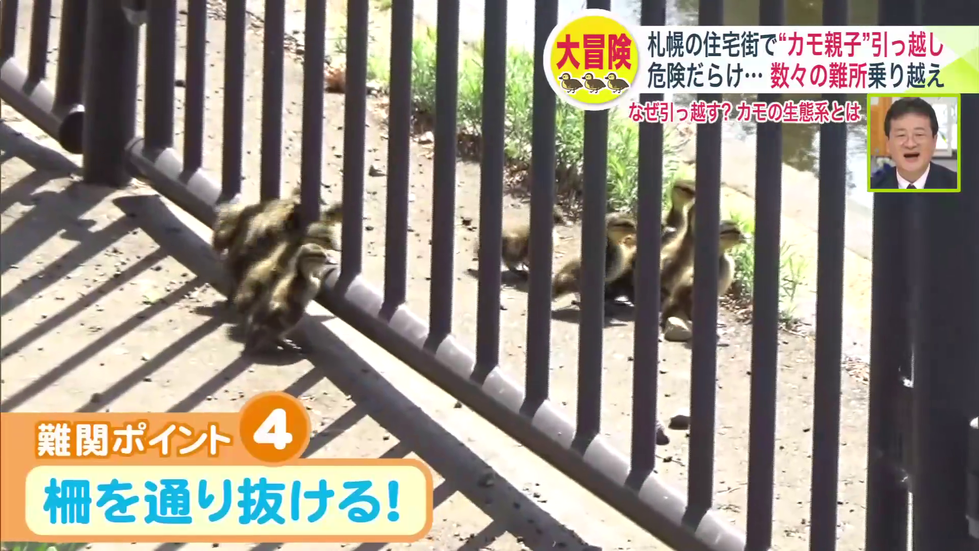 柵を乗り越え川へ