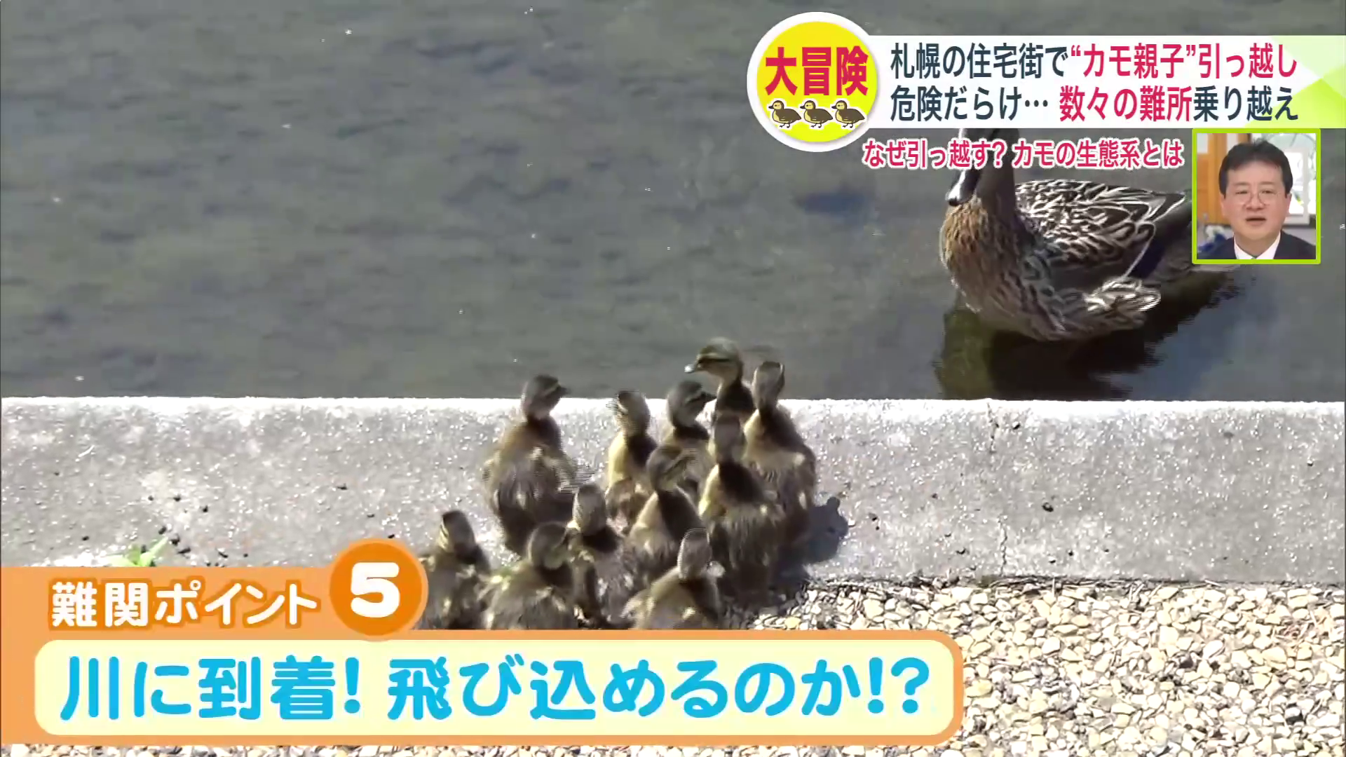 母ガモに続いて川へ飛び込めるか