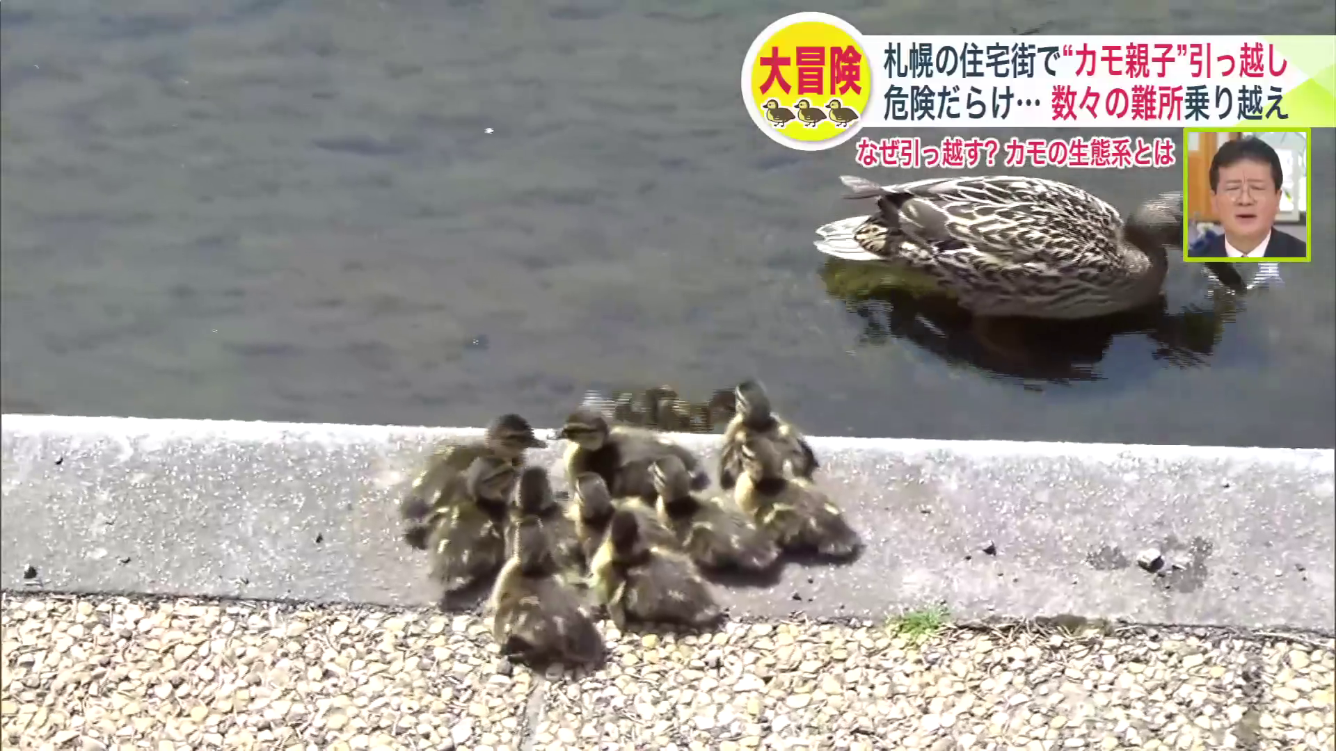 ついに1羽の雛が川へ飛び込む