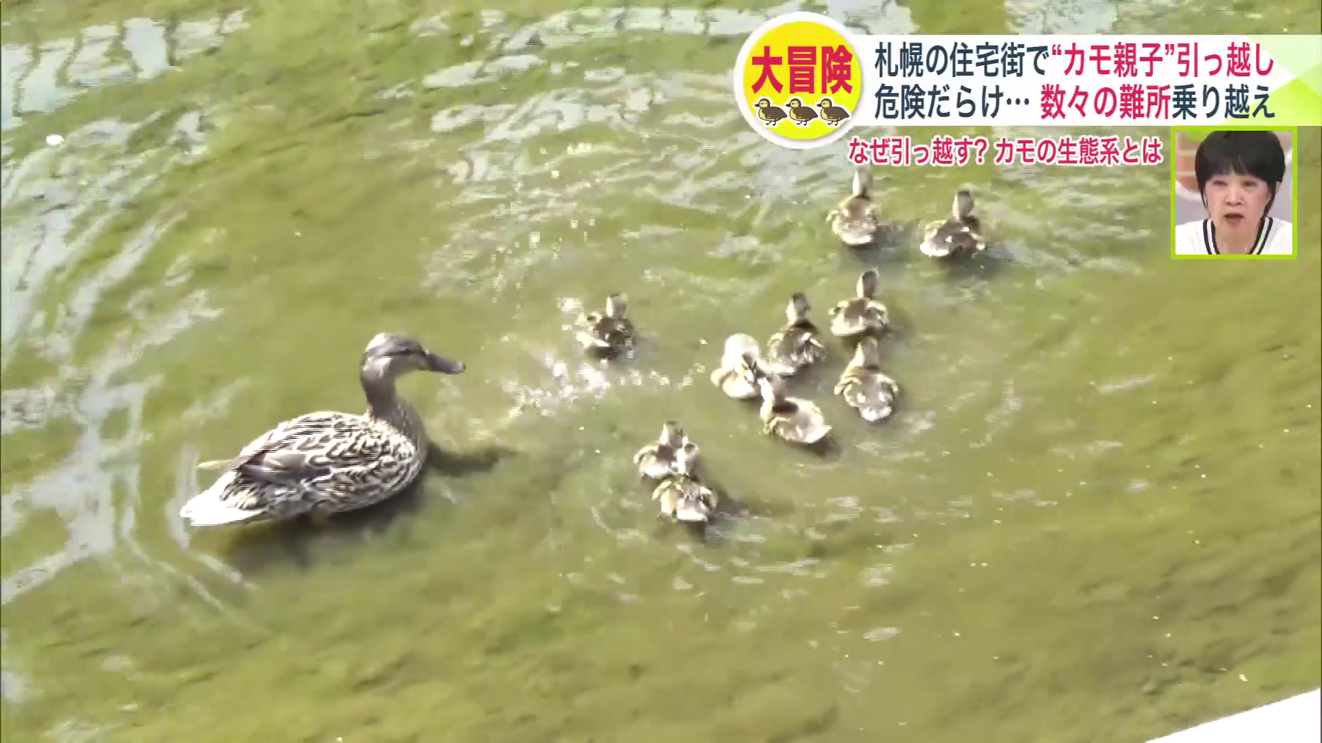 母ガモと雛全羽が川に到着