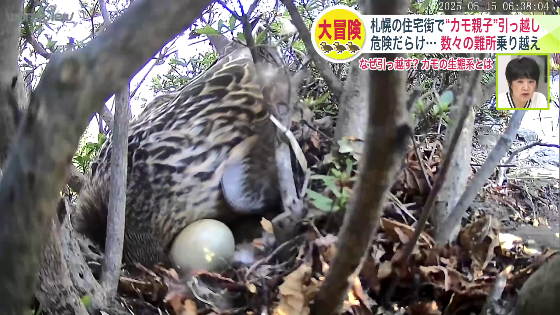 卵を温める母ガモ