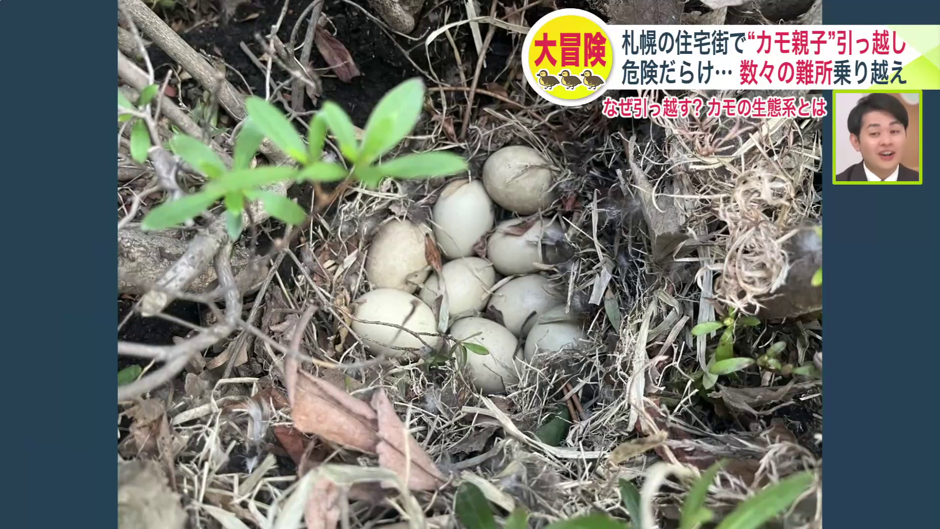 庭で見つけたカモの卵