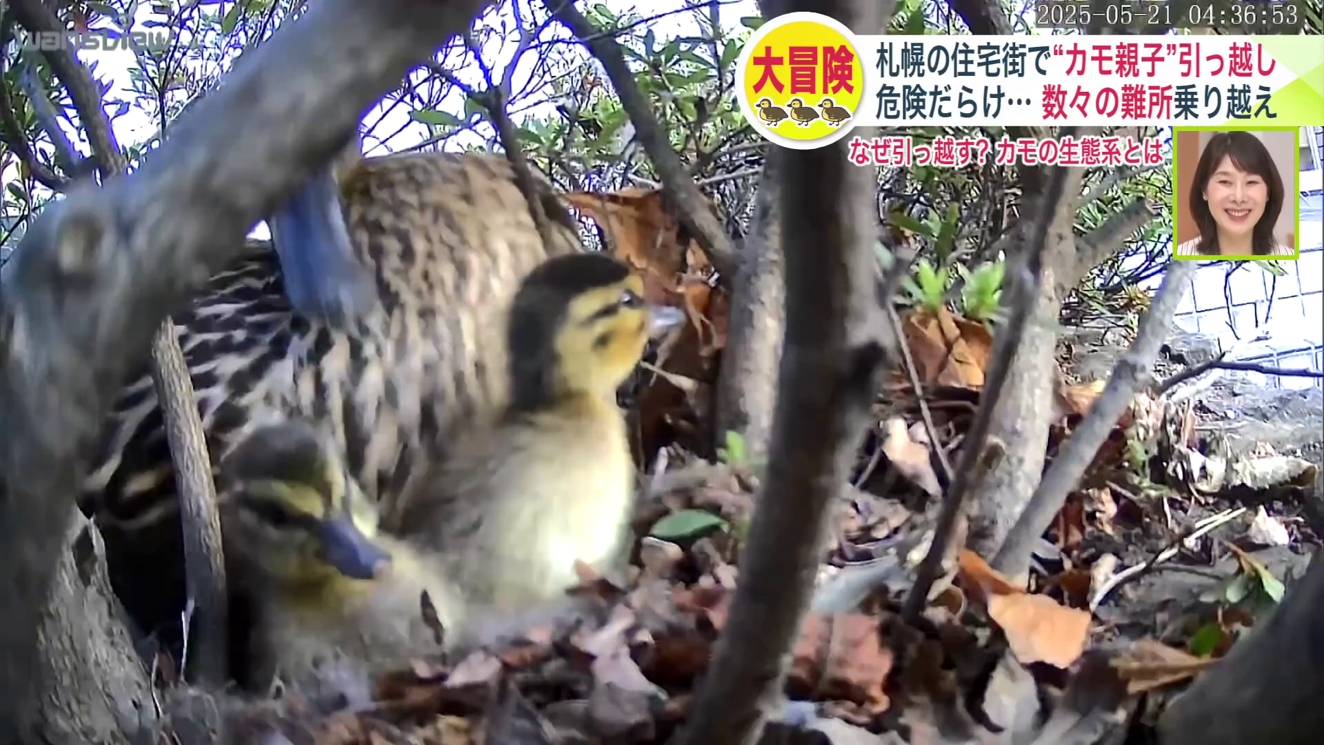 ついに雛たちが誕生