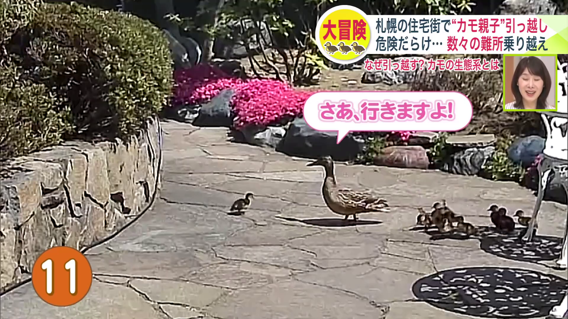 母ガモを追いかける雛たち