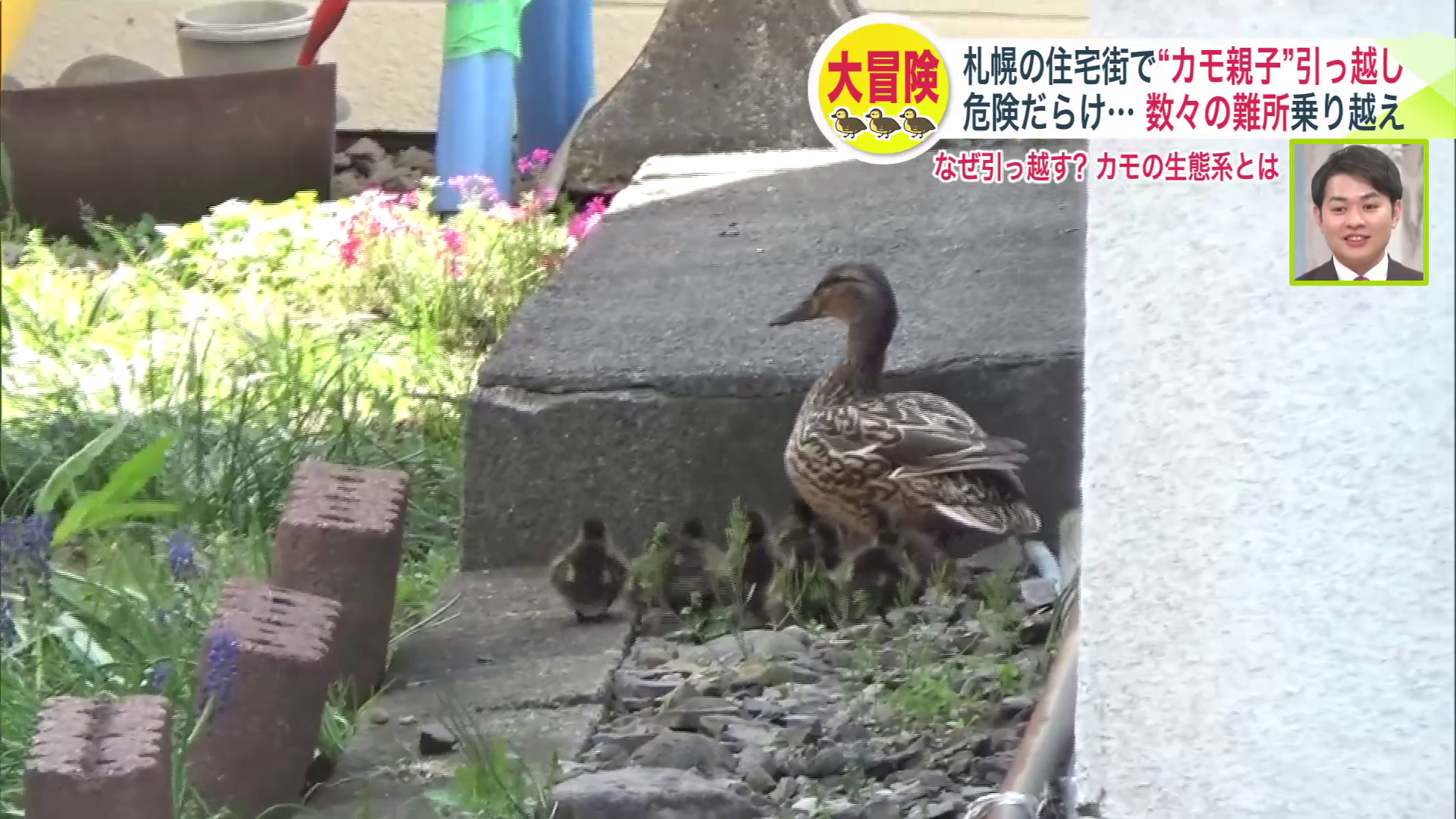 母ガモと雛たちの冒険がスタート