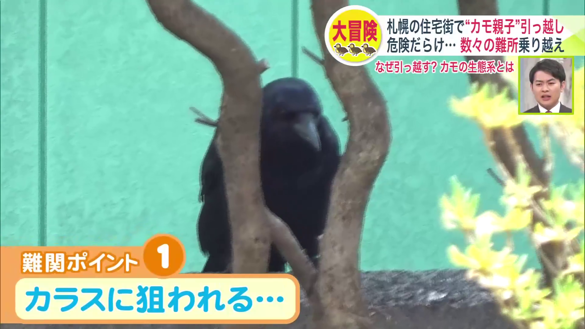 天敵のカラスが襲来