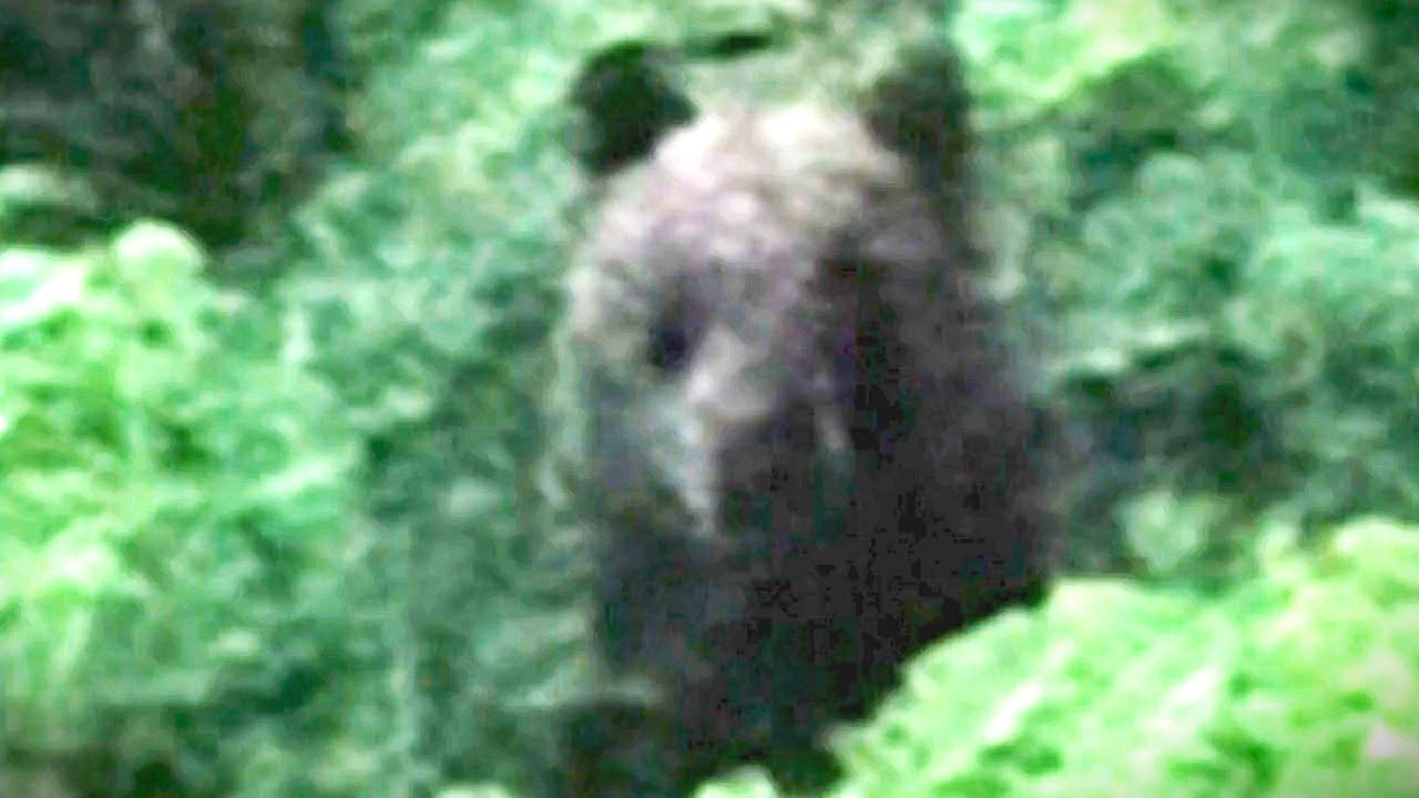 目撃されたクマ（提供：道警）