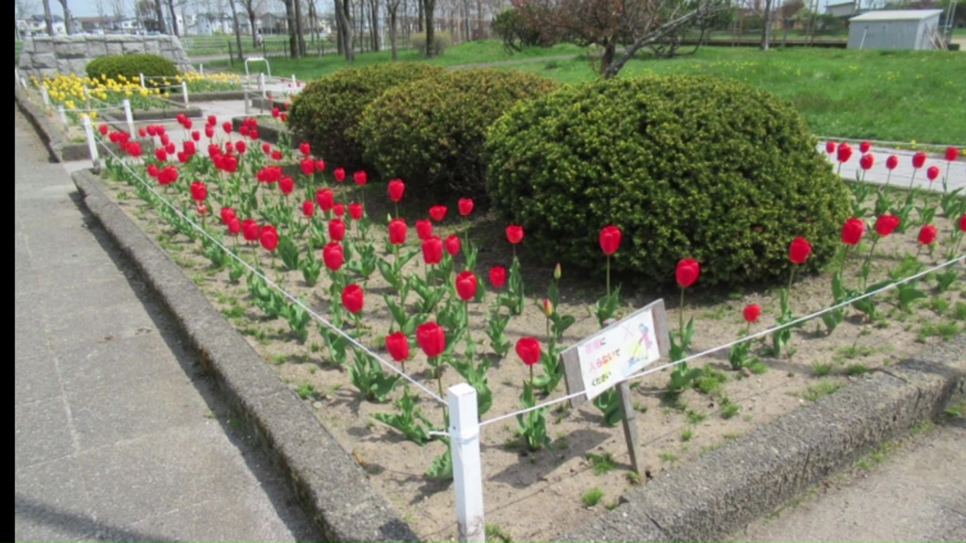 以前の花壇には鮮やかなチューリップが（提供：釧路市公園緑化協会）