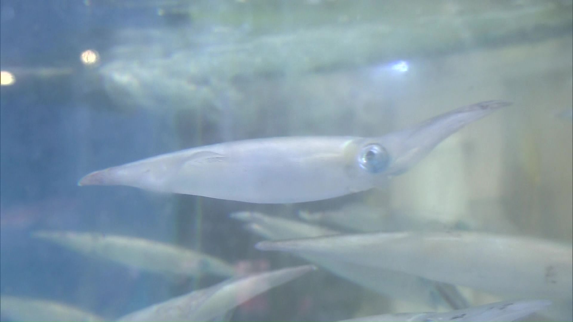 水槽の中にはヤリイカ