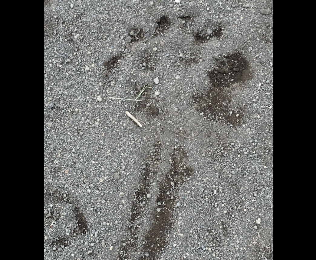 沼ノ端北7号公園でみつかった足跡(提供:苫小牧市)