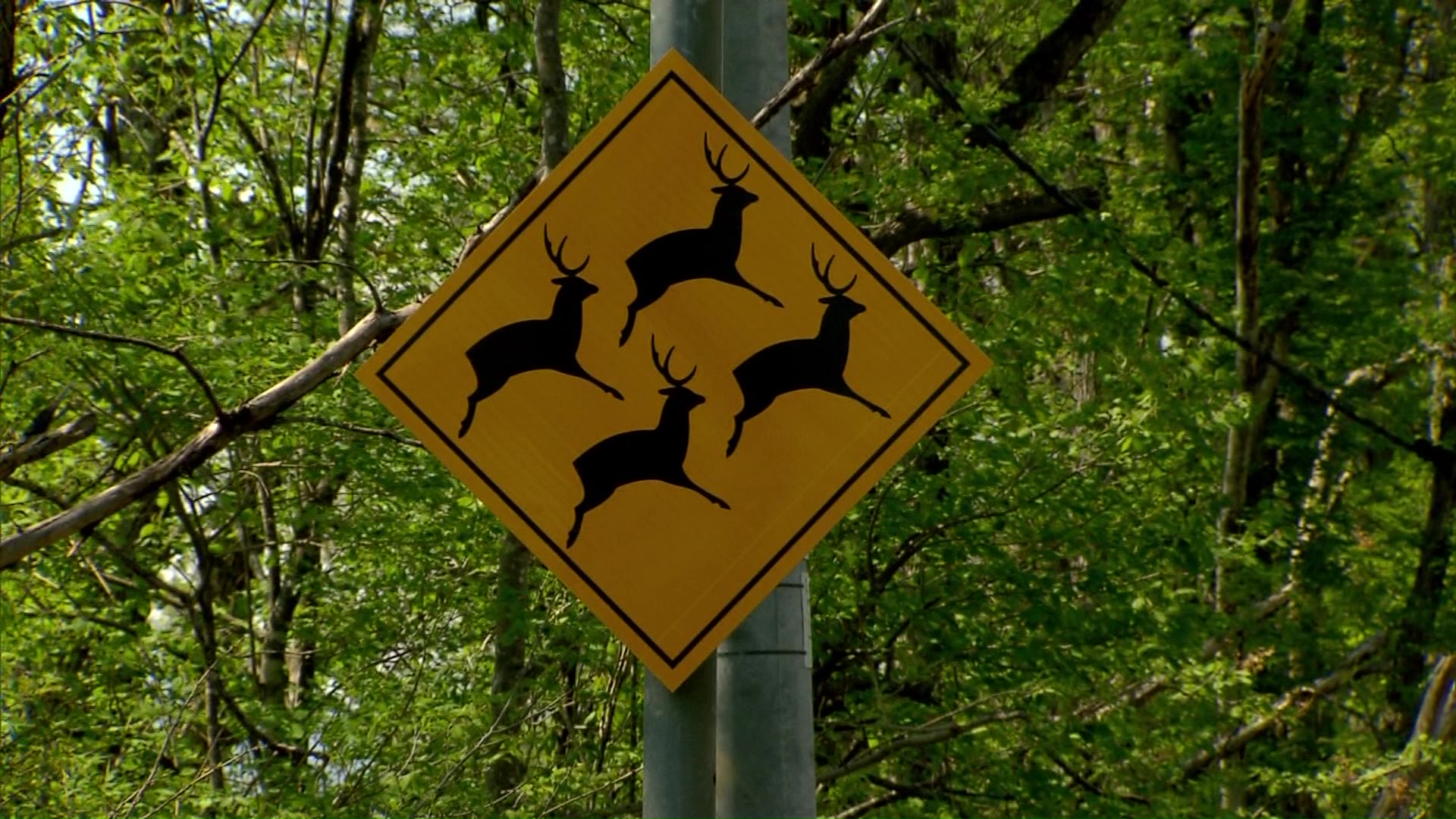 シカ四頭が描かれた標識