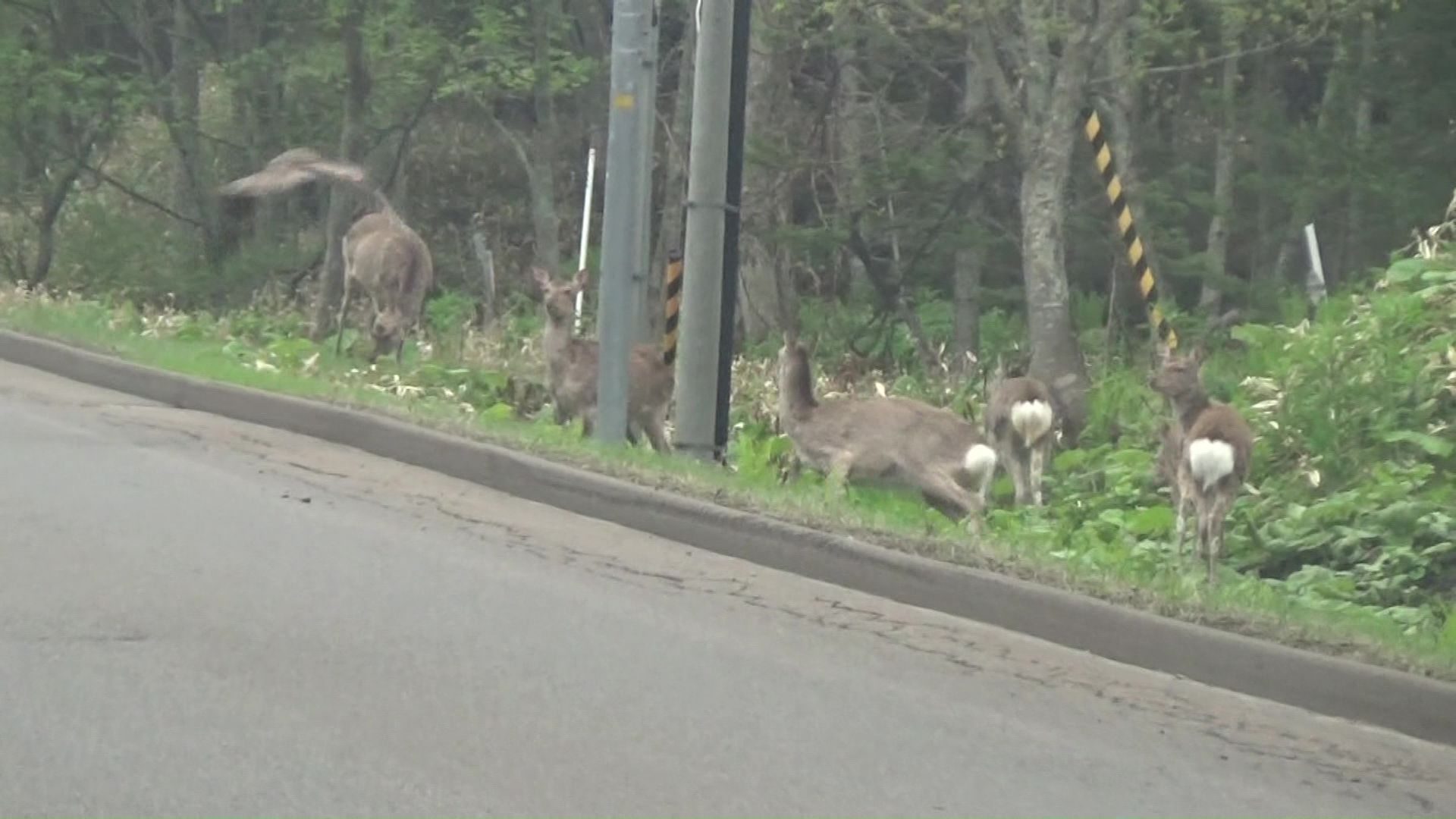 現れたシカの群れ