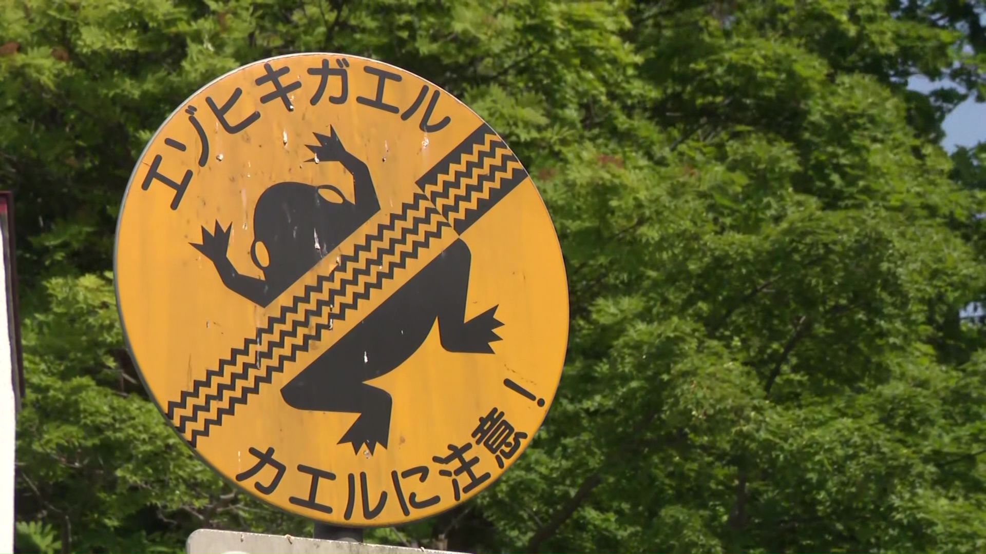 エゾヒキガエルカエルの標識