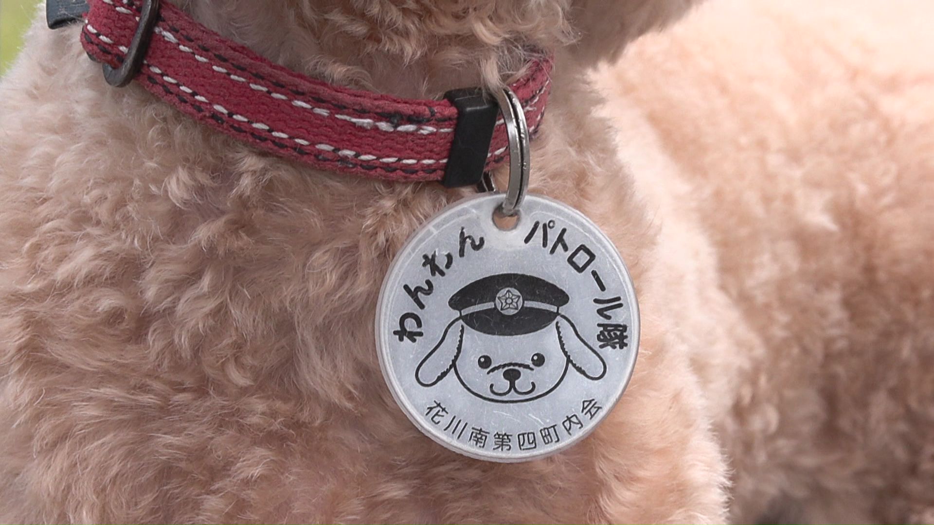 きなこの首には「わんわんパトロール隊」のバッジ