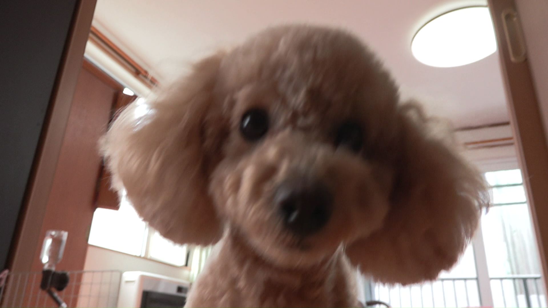 カメラへと寄ってきたきなこ