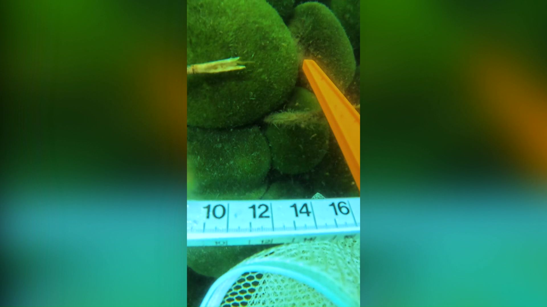 釧路市教委の調査ではマリモの生育状況は良好とのこと