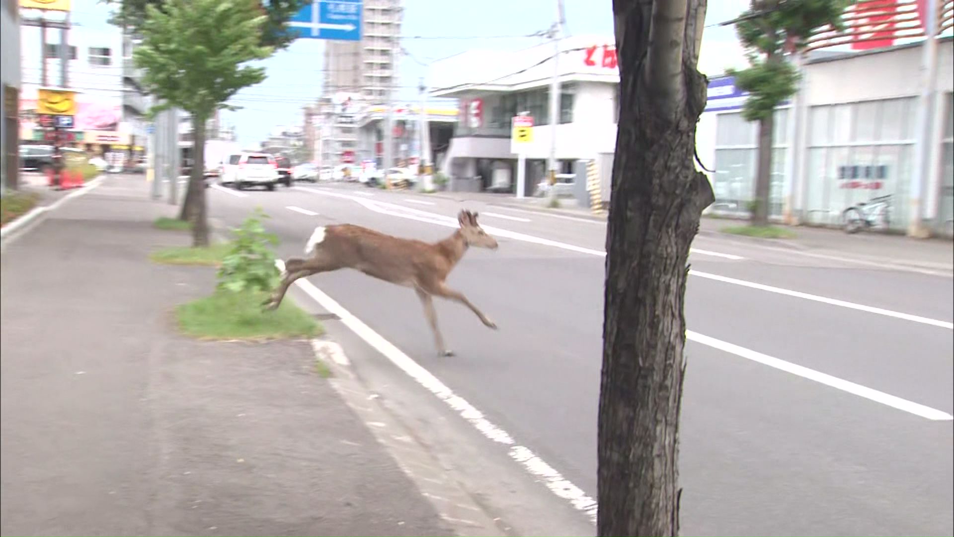 車道に飛び出るシカ
