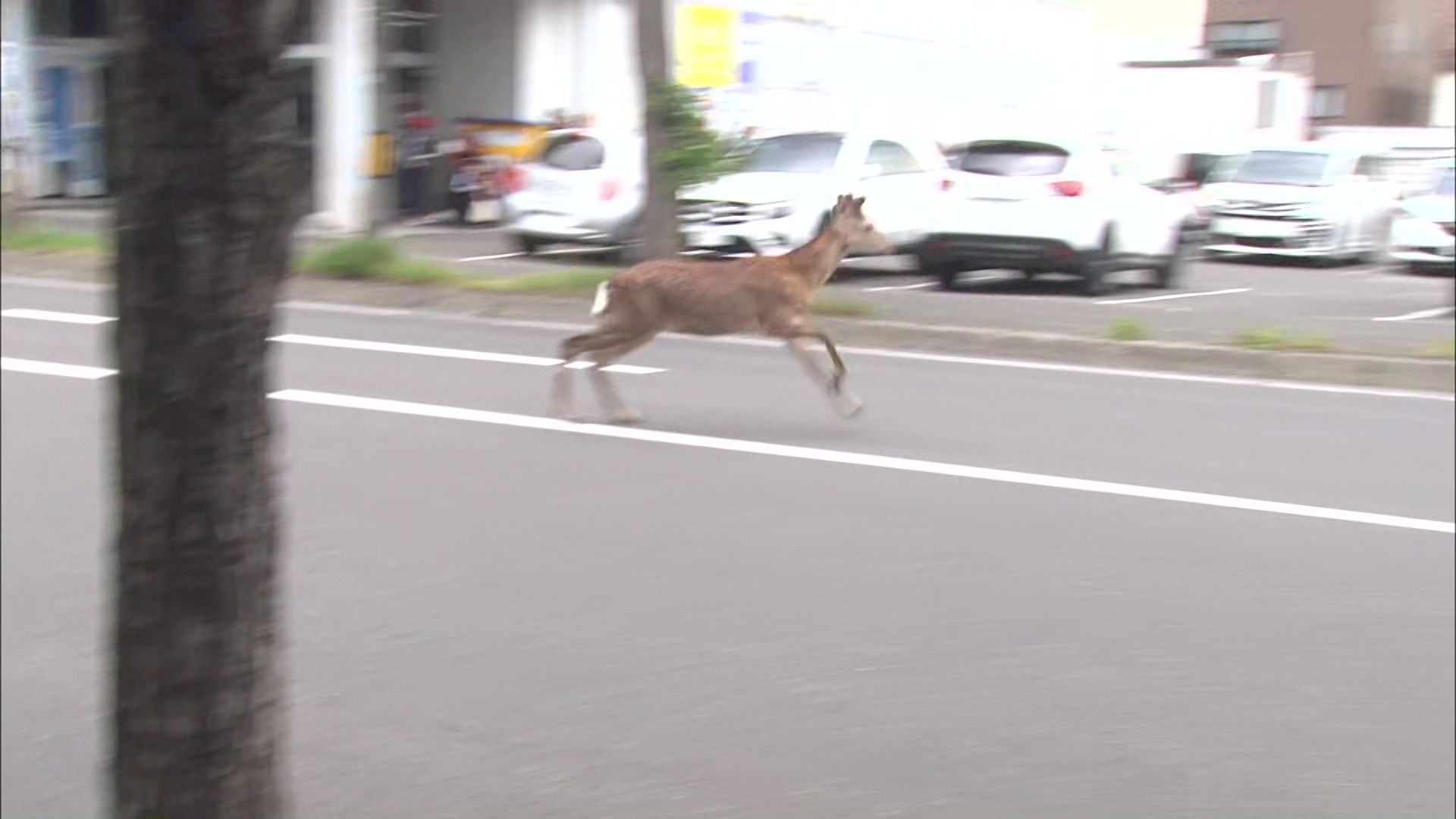 住宅街に野生のオスのシカ